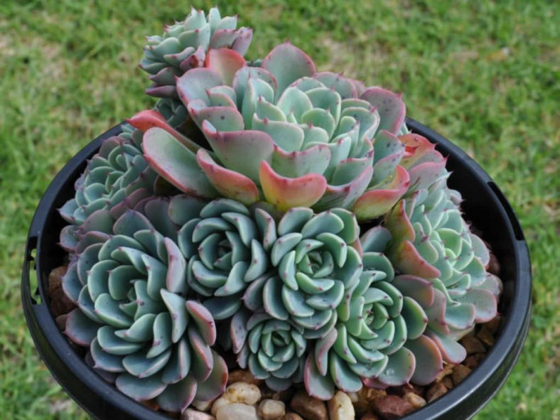 Echeveria 'Lara'