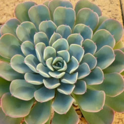 Echeveria 'Lara'