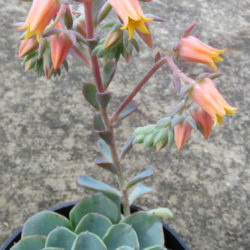 Echeveria 'Lara'