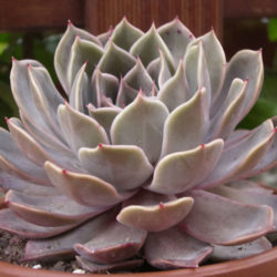 Echeveria 'Latte Rose' (Brown Ghost Plant)