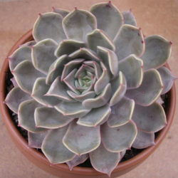 Echeveria 'Latte Rose' (Brown Ghost Plant)