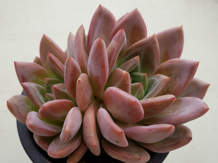 Echeveria 'Pink Champagne'