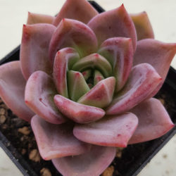 Echeveria 'Pink Champagne'