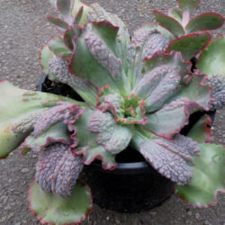 Echeveria 'Virginia Lee'