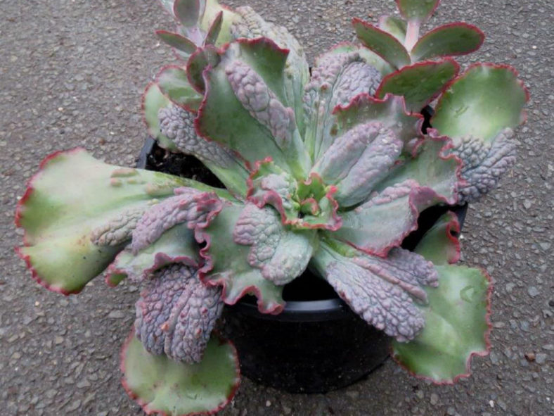 Echeveria 'Virginia Lee'