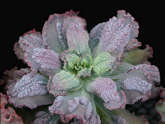 Echeveria 'Virginia Lee'