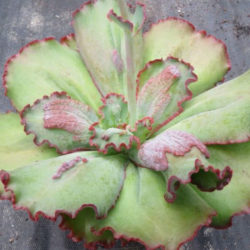 Echeveria 'Virginia Lee'