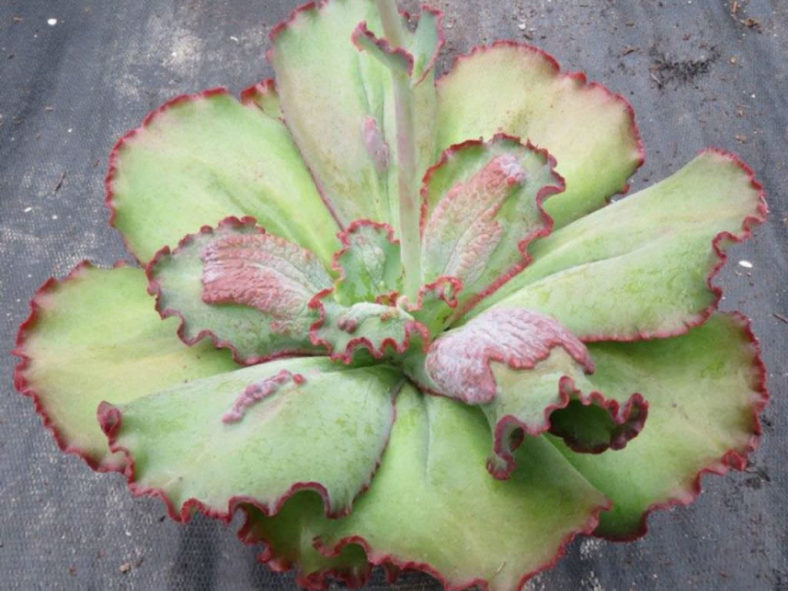 Echeveria 'Virginia Lee'