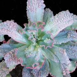 Echeveria 'Virginia Lee'