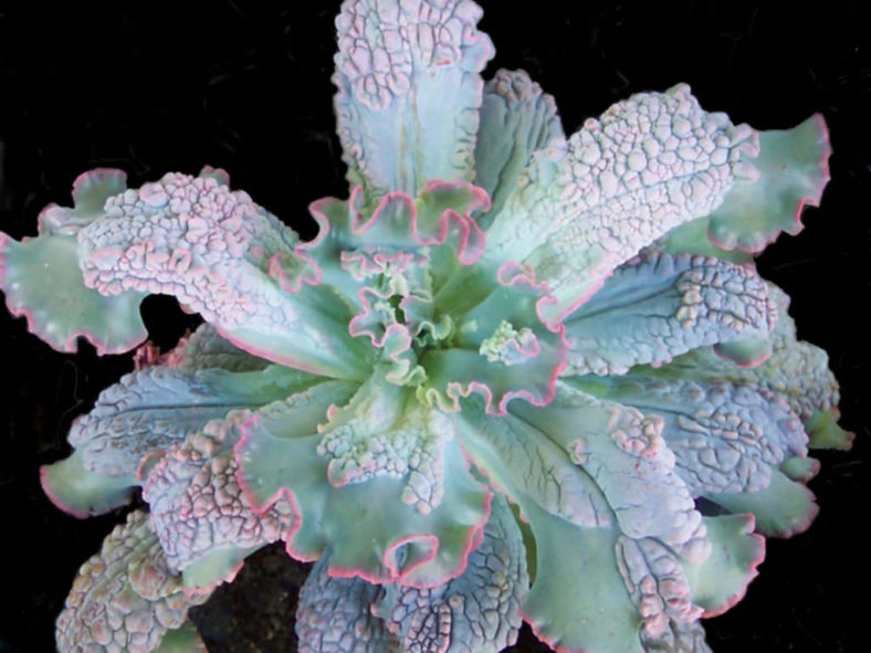 Echeveria 'Virginia Lee'