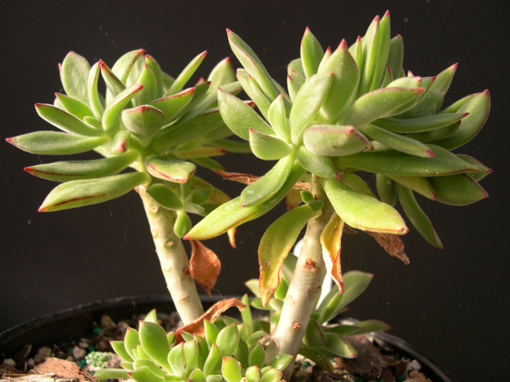 Echeveria harmsii (Plush Plant)