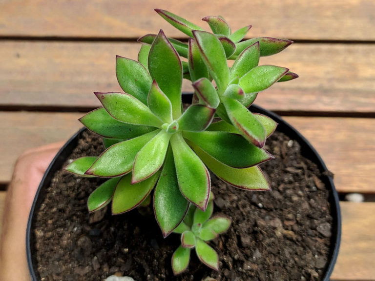 sunny succulents plush