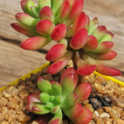 Echeveria macdougallii