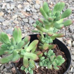 Echeveria macdougallii