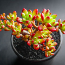 Echeveria macdougallii