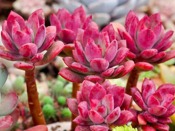 Echeveria macdougallii