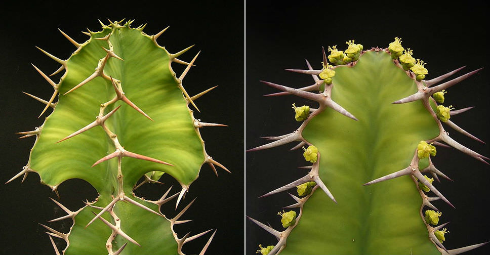 Euphorbia breviarticulata (False Cow Horn) World of Succulents