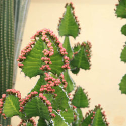 Euphorbia breviarticulata (False Cow Horn)