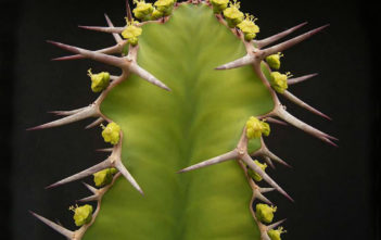 Euphorbia breviarticulata (False Cow Horn) Euphorbia breviarticulata (False Cow Horn)