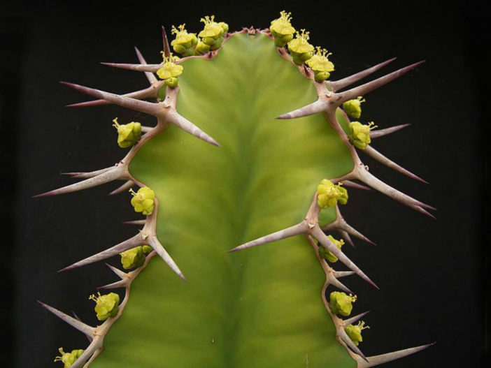 Euphorbia breviarticulata (False Cow Horn)