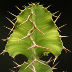 Euphorbia breviarticulata (False Cow Horn)