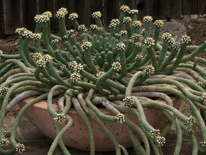 Euphorbia graniticola rooted cutting medusa plant euphorbia 