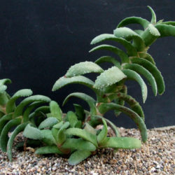 Gasteria rawlinsonii (Baviaanskloof Cliff Gasteria)