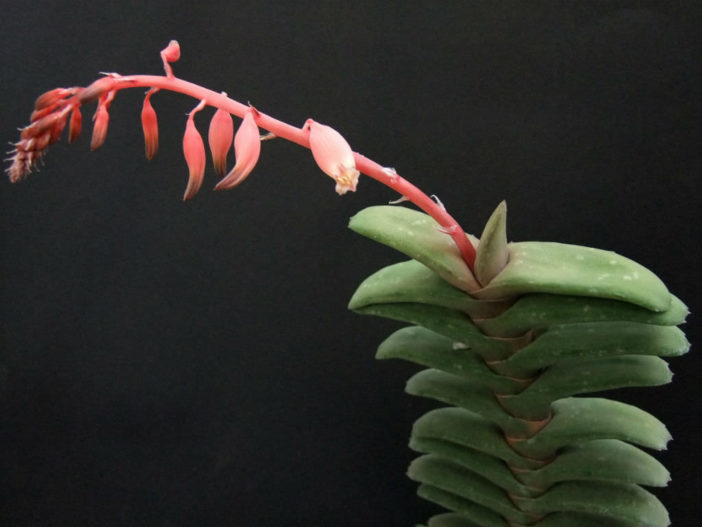 Gasteria rawlinsonii (Baviaanskloof Cliff Gasteria)