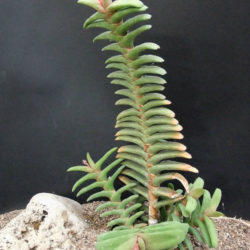 Gasteria rawlinsonii (Baviaanskloof Cliff Gasteria)