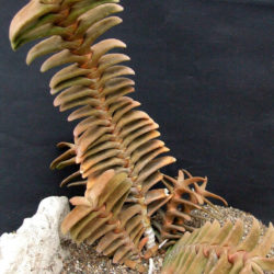 Gasteria rawlinsonii (Baviaanskloof Cliff Gasteria)