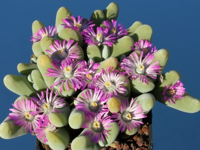 Gibbaeum velutinum