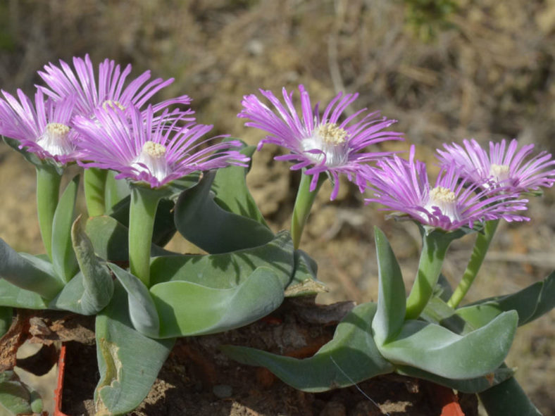 Gibbaeum velutinum