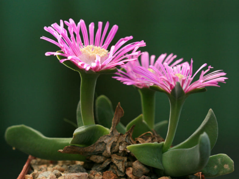 Gibbaeum velutinum