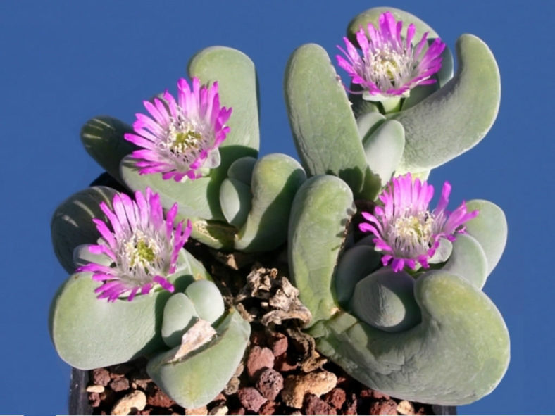 Gibbaeum velutinum