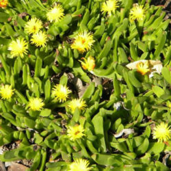 Glottiphyllum depressum (Tongue Plant)
