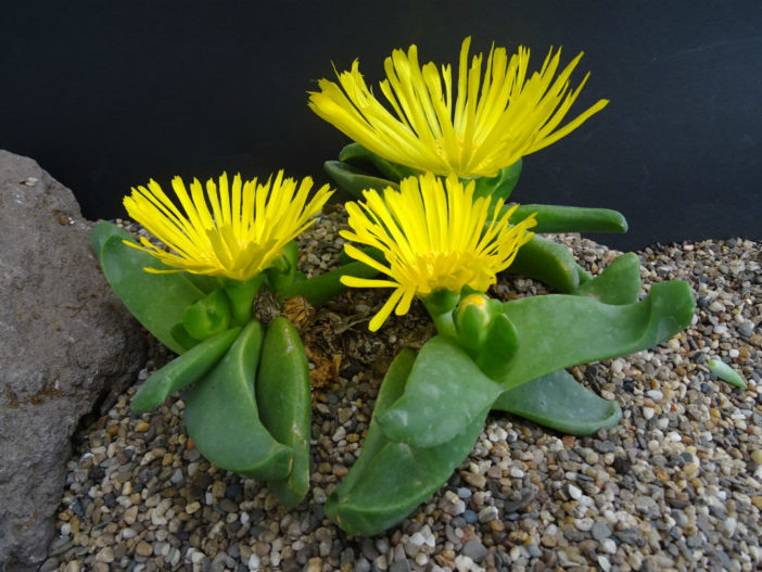 Glottiphyllum depressum (Tongue Plant)