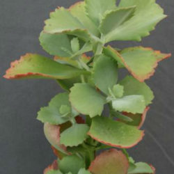 Kalanchoe longiflora (Tugela Cliff-Kalanchoe)