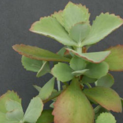 Kalanchoe longiflora (Tugela Cliff-Kalanchoe)