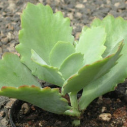 Kalanchoe longiflora (Tugela Cliff-Kalanchoe)
