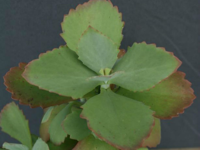 Kalanchoe longiflora (Tugela Cliff-Kalanchoe)