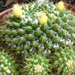 Mammillaria marksiana