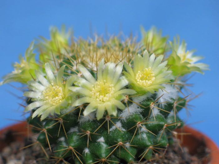 Mammillaria marksiana