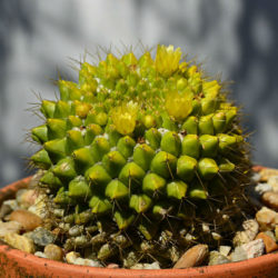 Mammillaria marksiana