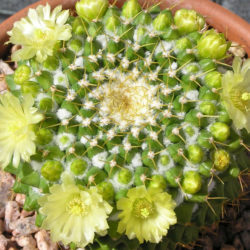 Mammillaria marksiana