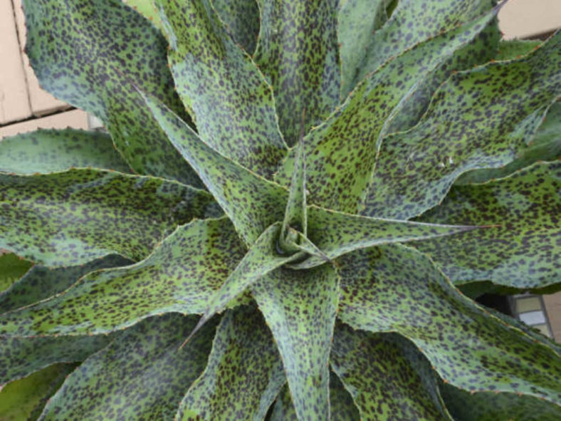 ×Mangave 'Spotty Dotty' (now Agave 'Spotty Dotty')