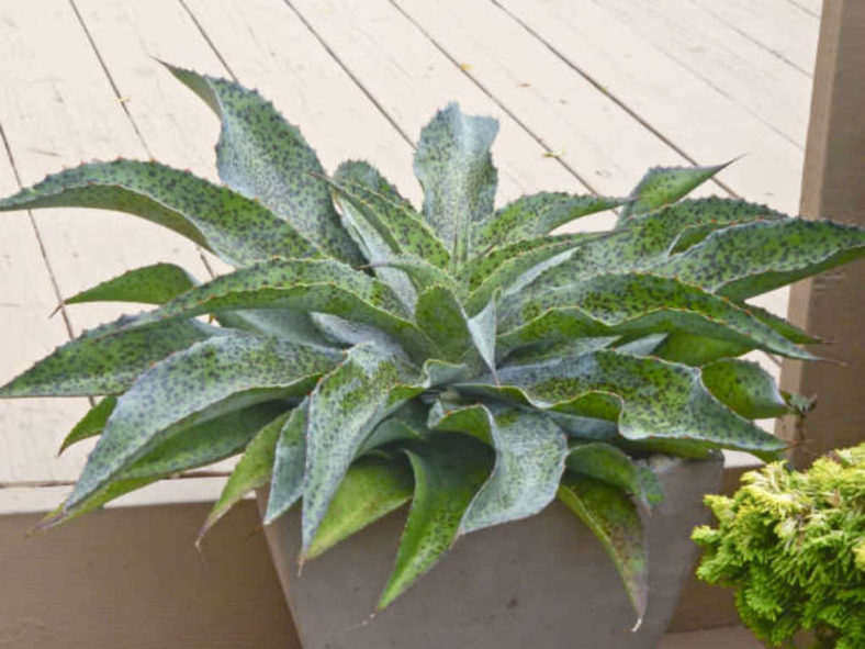 ×Mangave 'Spotty Dotty' (now Agave 'Spotty Dotty')