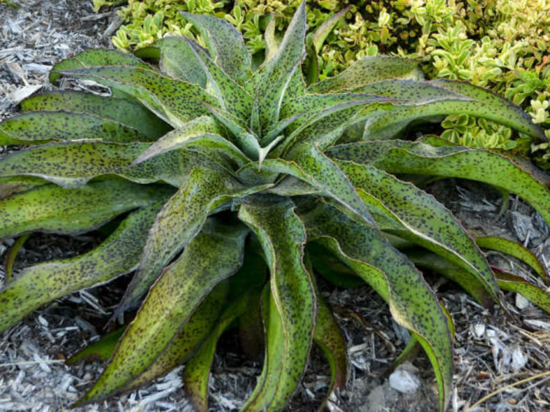 ×Mangave 'Spotty Dotty' (now Agave 'Spotty Dotty')