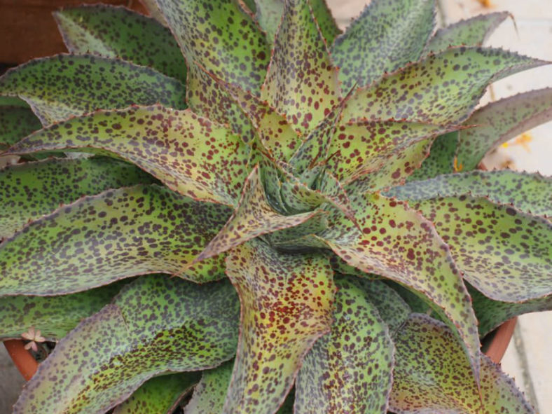 ×Mangave 'Spotty Dotty' (now Agave 'Spotty Dotty')