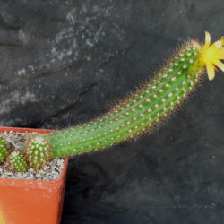 Matucana aurantiaca subsp. fruticosa