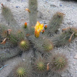 Matucana aurantiaca subsp. fruticosa